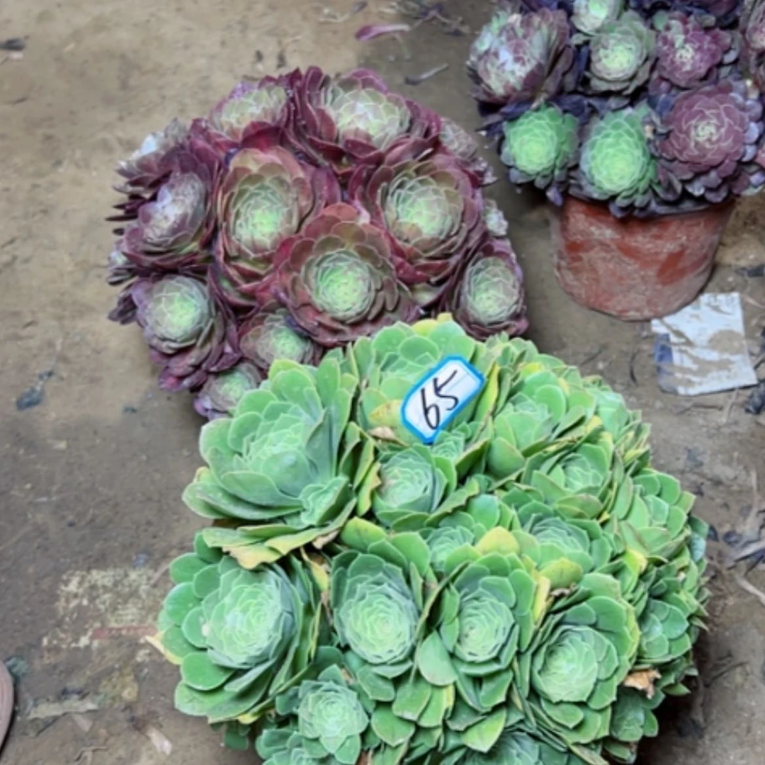 【闪购商品】多肉植物两个65