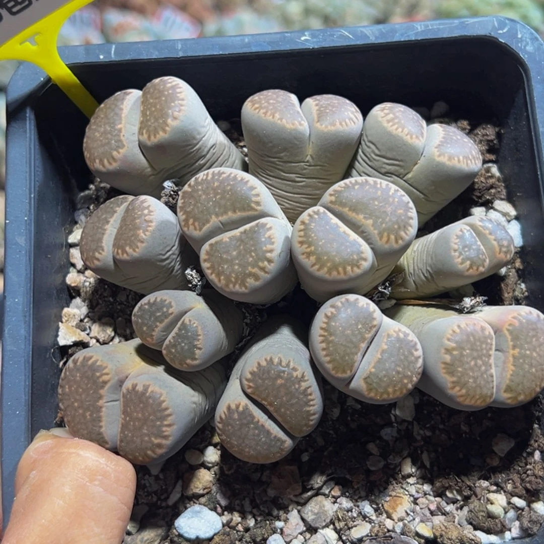 241 生石花大群生一物一拍