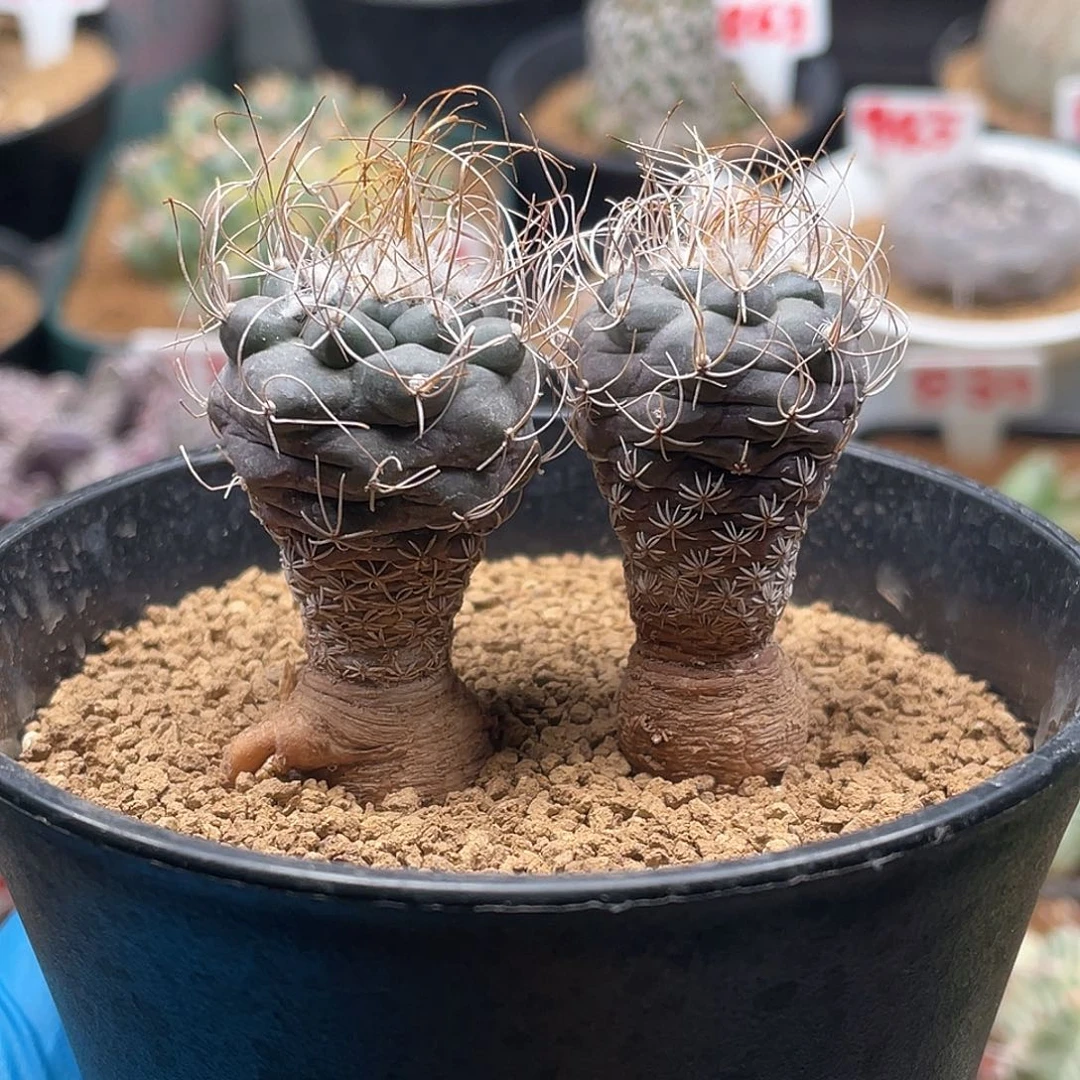 实生两颗长城丸娇丽仙人球