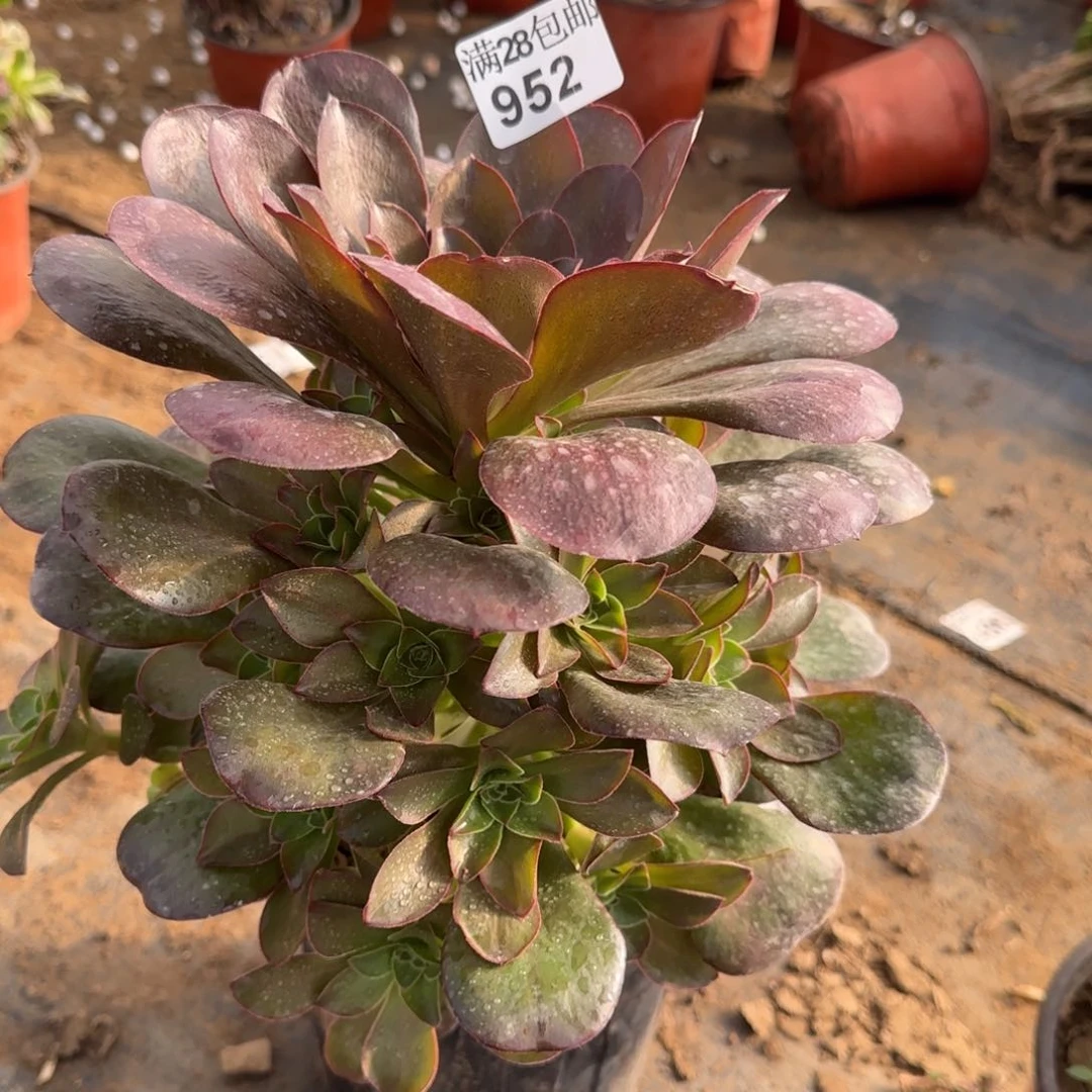 魅金玫瑰多肉952满28包邮断枝不包