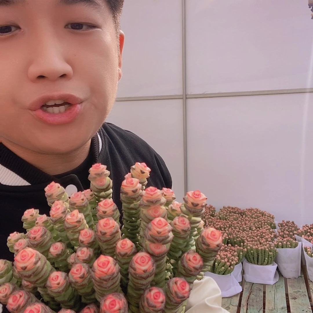 牡丹钱串带盆土20头起特价