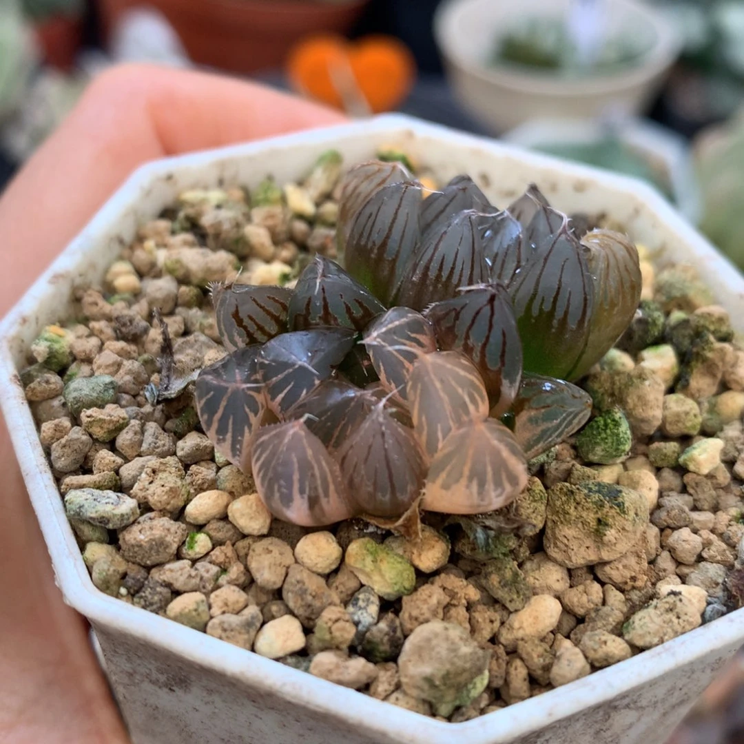 霓虹灯玉露锦，带盆一起