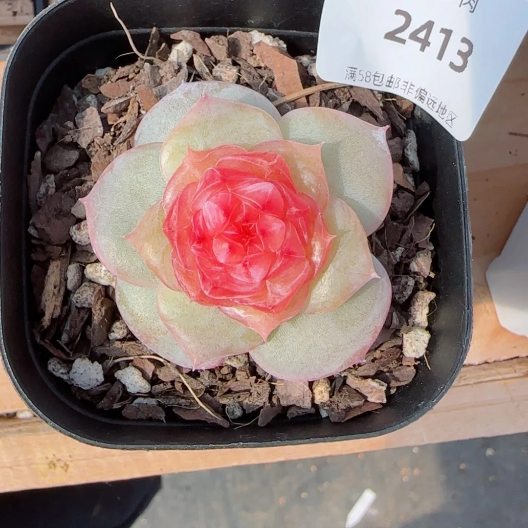 咪红丝绒，2413多肉植物