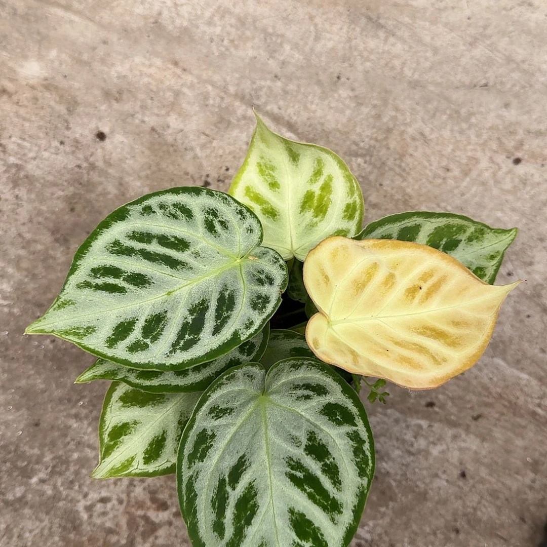 不开花植物一物一拍P105两株侧芽