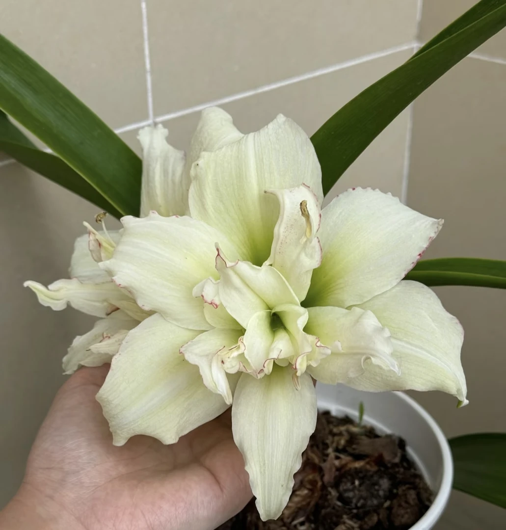 栖野绿境 荷兰进口朱顶红【梦幻柠檬/柠檬酱】1颗包邮