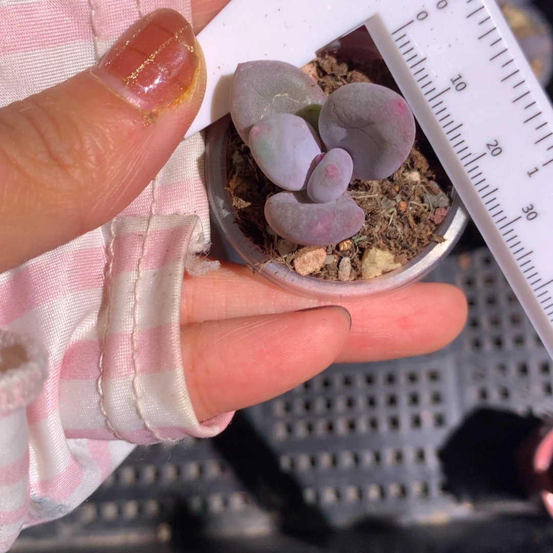 大叶奶。不满28发一片叶，到付