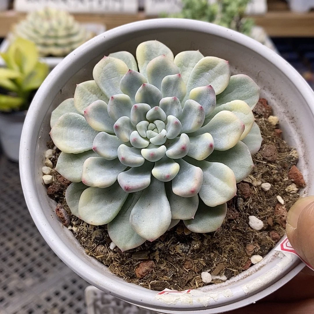 1750 橘子冰覆轮锦带崽