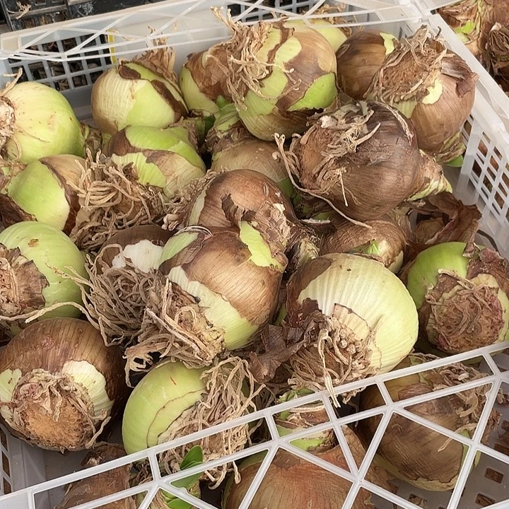 直播间620号框糖果黛丝刀疤球一个