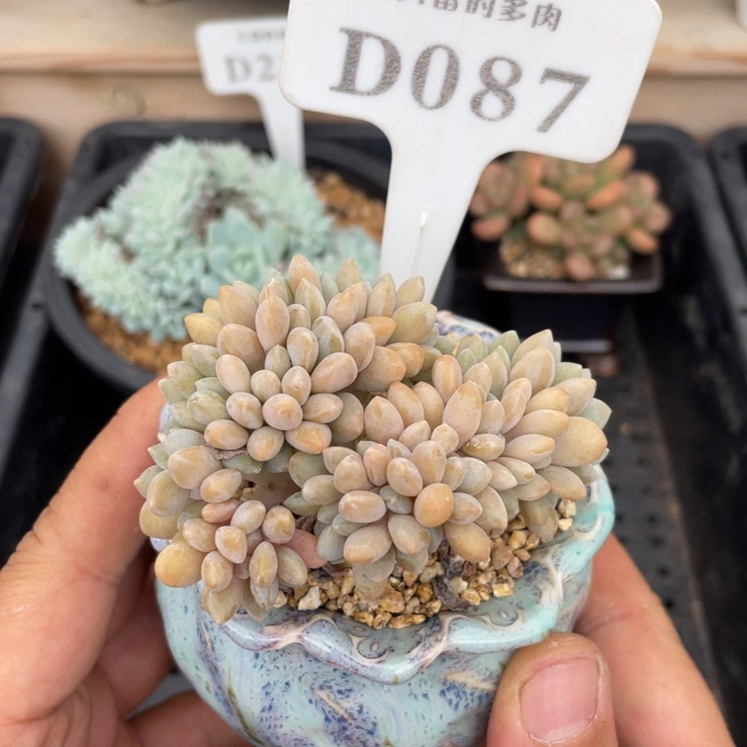 087醉美人不带盆7厘米