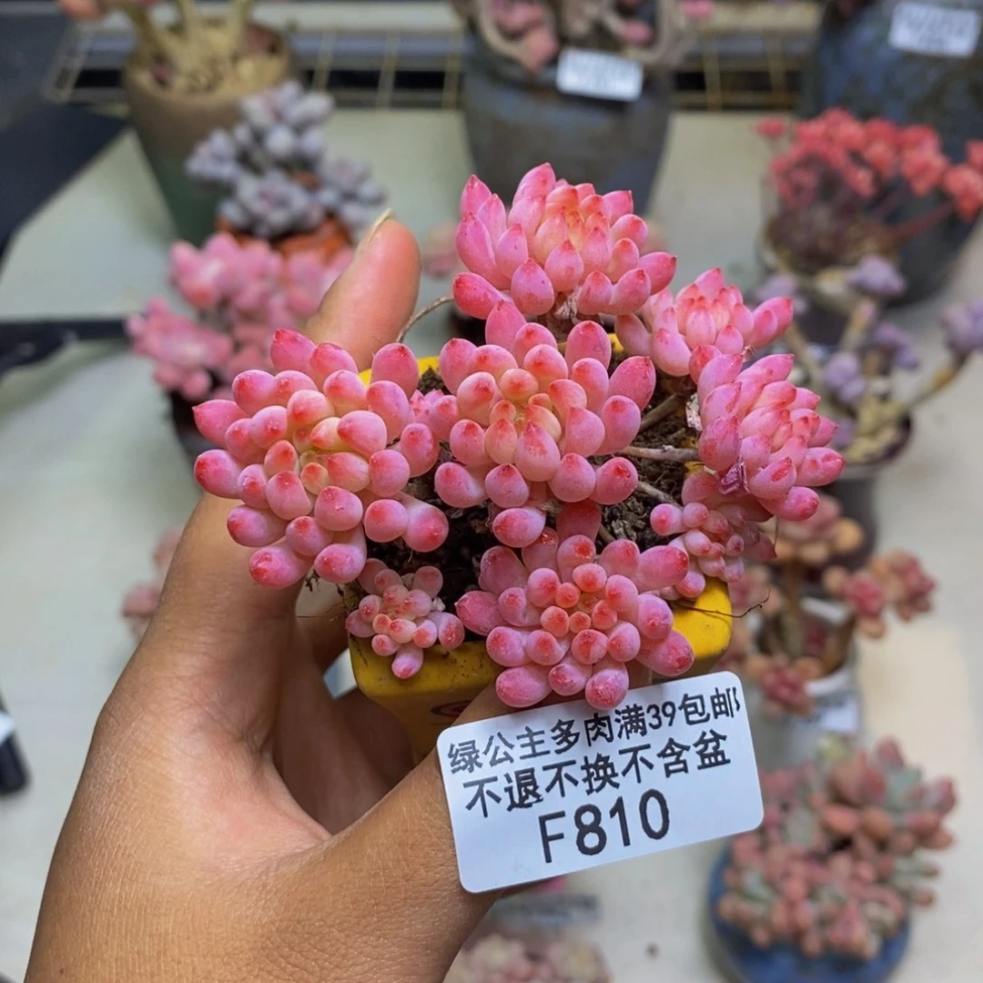 810烟花多肉不包整