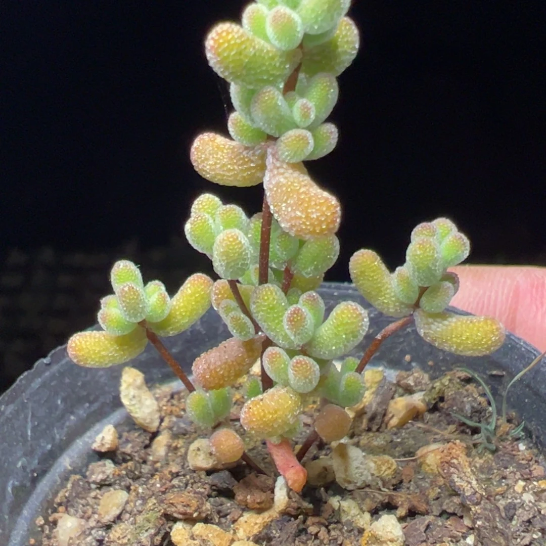 翡翠55杯露养老桩精品