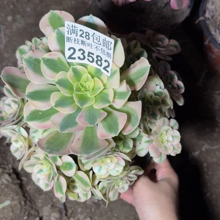 23582女巫多肉植物