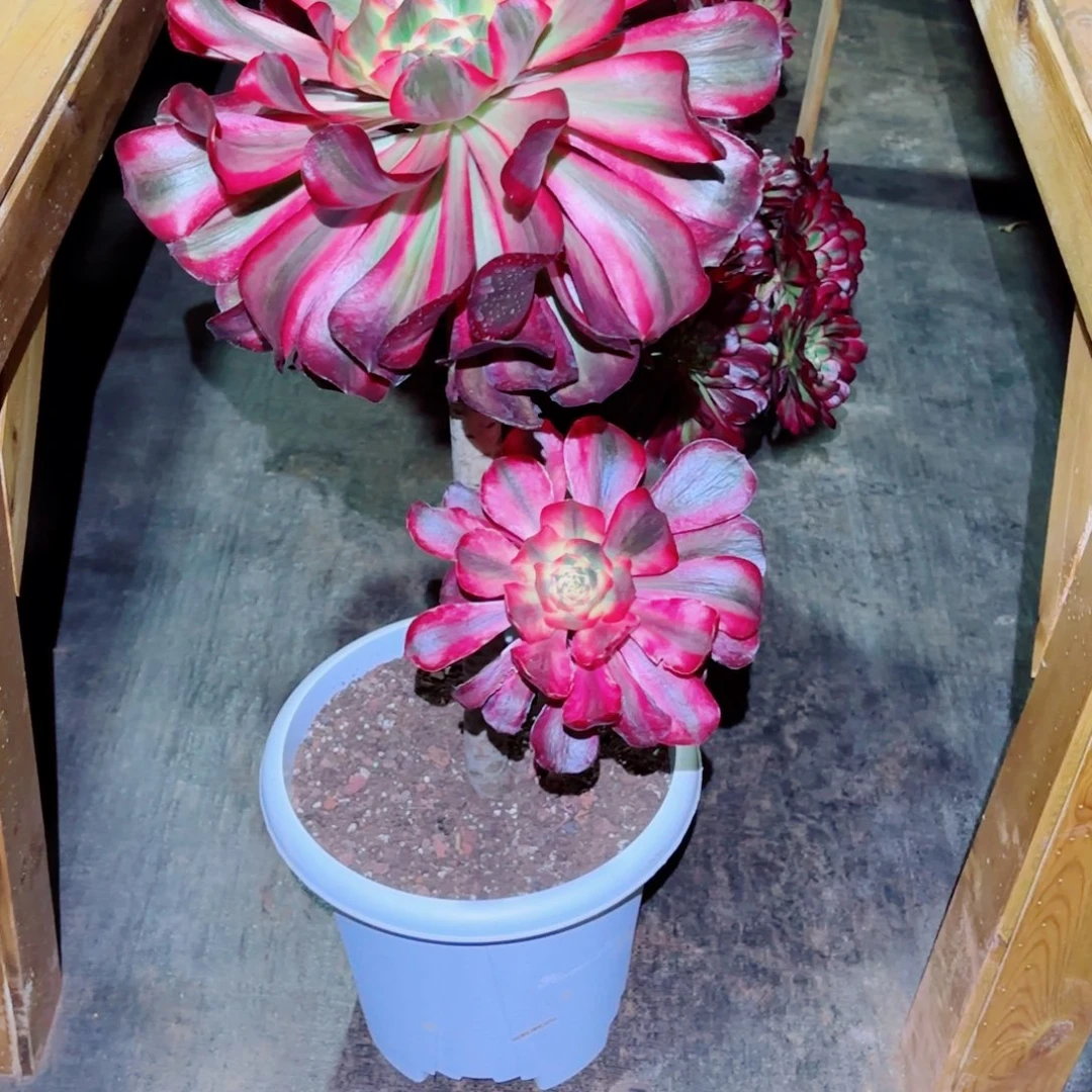 云南多肉植物红魔女