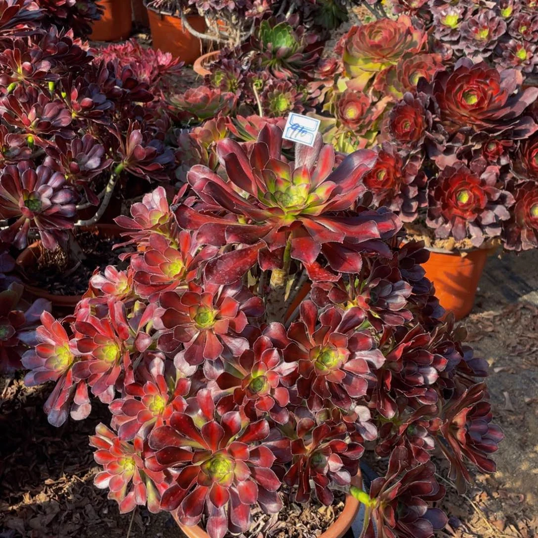 910鲜花老桩晚霞鲜花