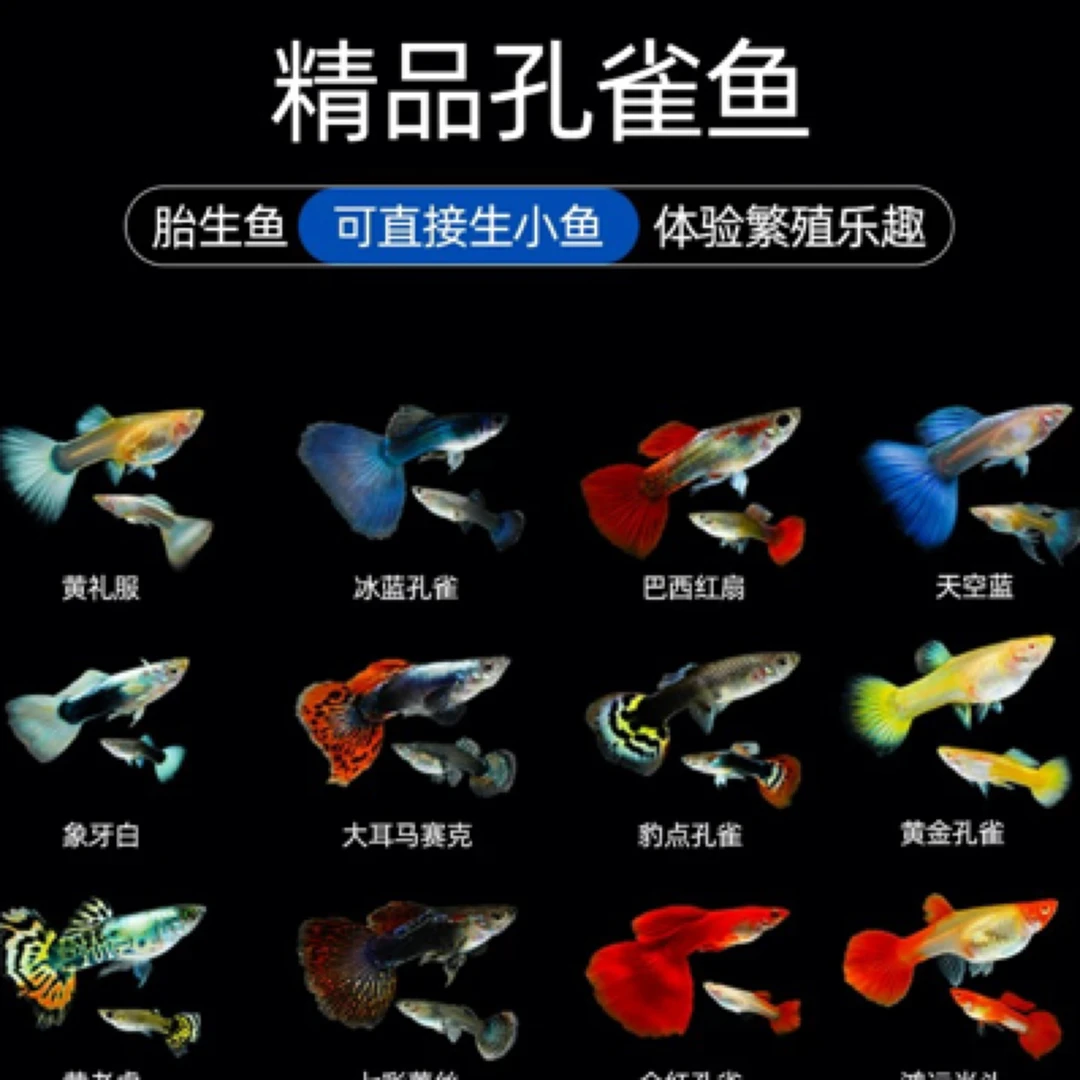 热带观赏小型孔雀鱼好养耐活