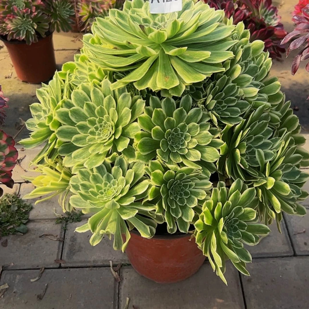 【闪购商品】多肉植物120碧浪。