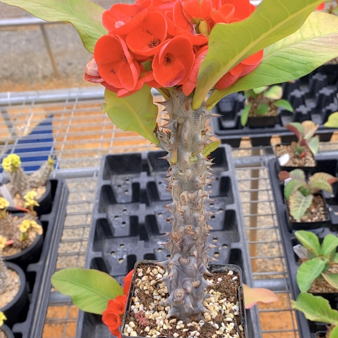 ?***?扦插虎刺梅FB-1363