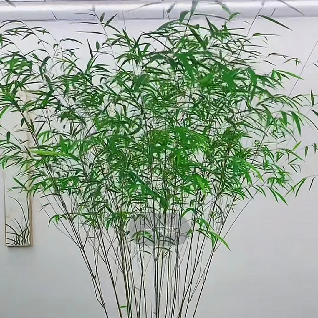 正宗台湾内门竹室内盆栽绿植高雅禅意观赏竹