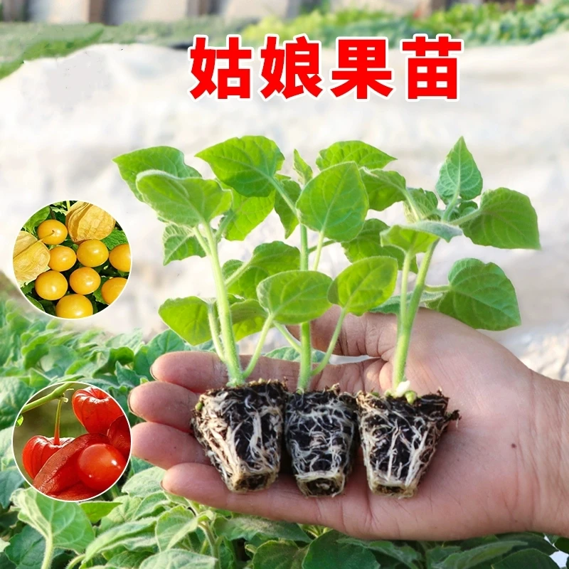 姑娘果苗秧苗带土东北奶香菇娘果大果四季盆栽老品种黄灯笼果树苗