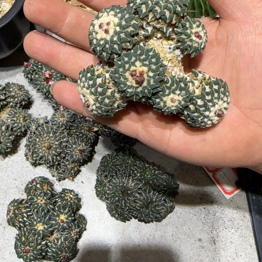 佳****自根仙人球特价一颗