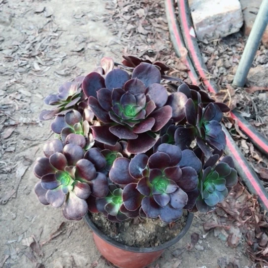 欧紫法师多肉植物3