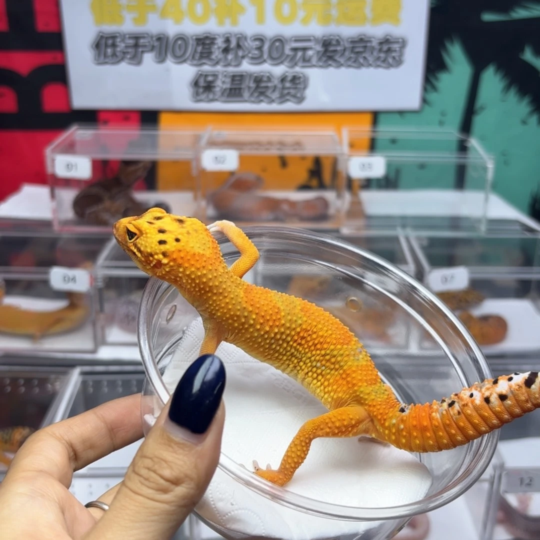 豹纹守宫翡翠妹妹Y81