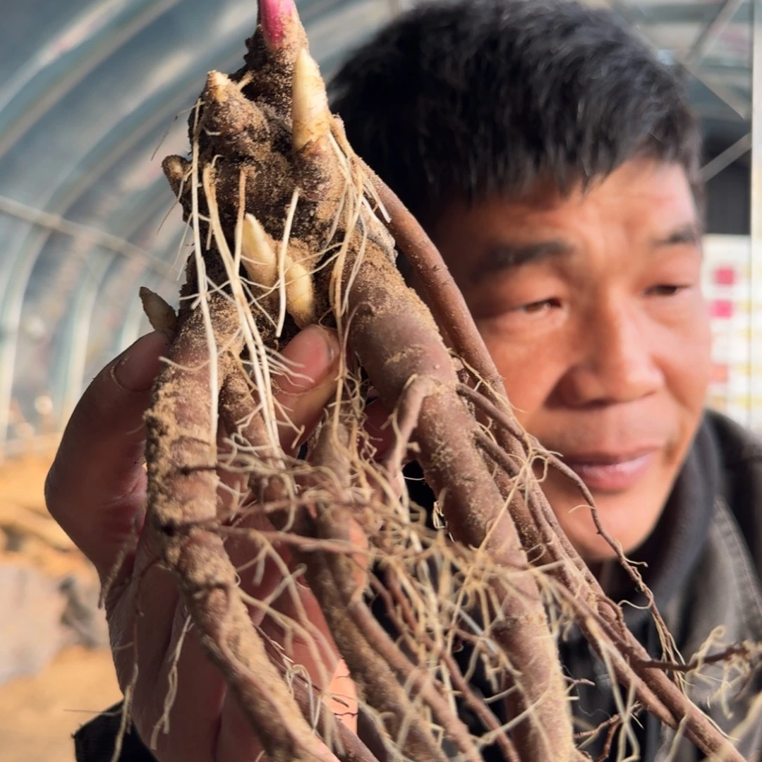 天使脸颊芍药0015。