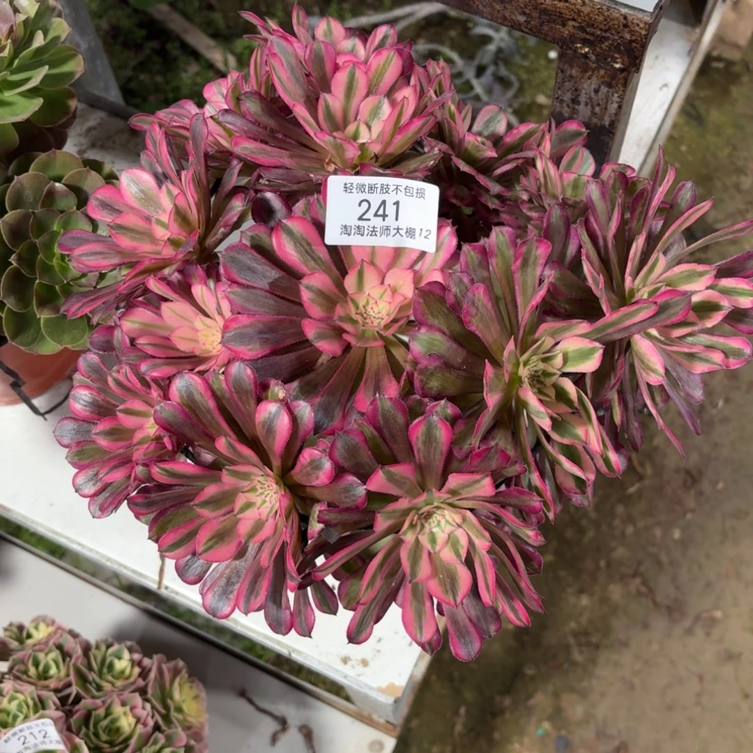 241红铜壶超白丛林多肉植物