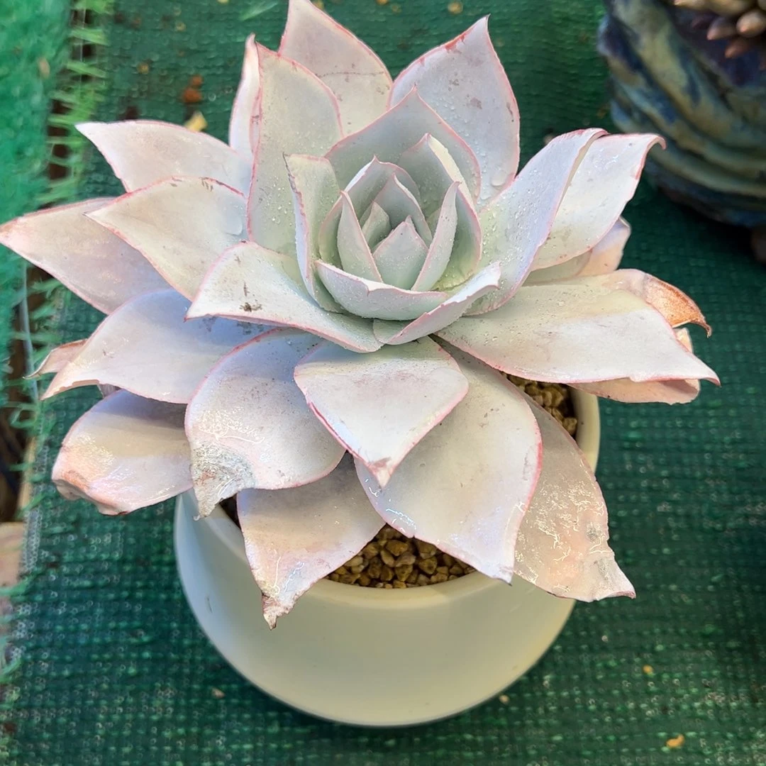 广寒宫，，，，，，，，，，，，，，，，，