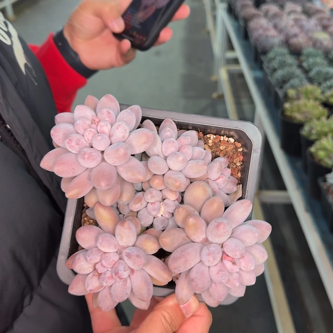 从前慢花园多肉编号-汤圆