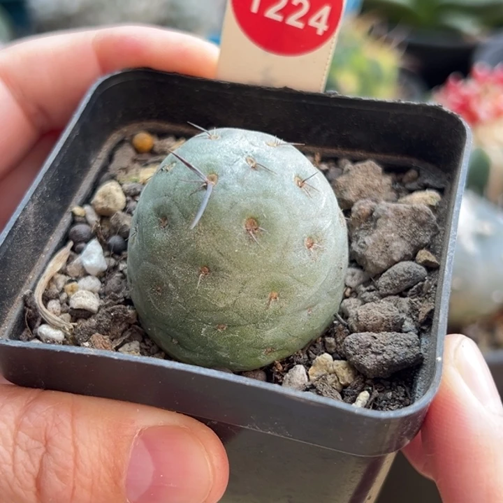 自根洞洞习志野3.5cm