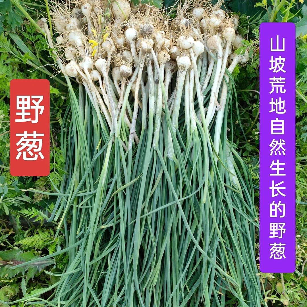 蔬菜哥自挖野葱 新鲜野生生长 山坡荒地野葱 香味十足 中通包邮