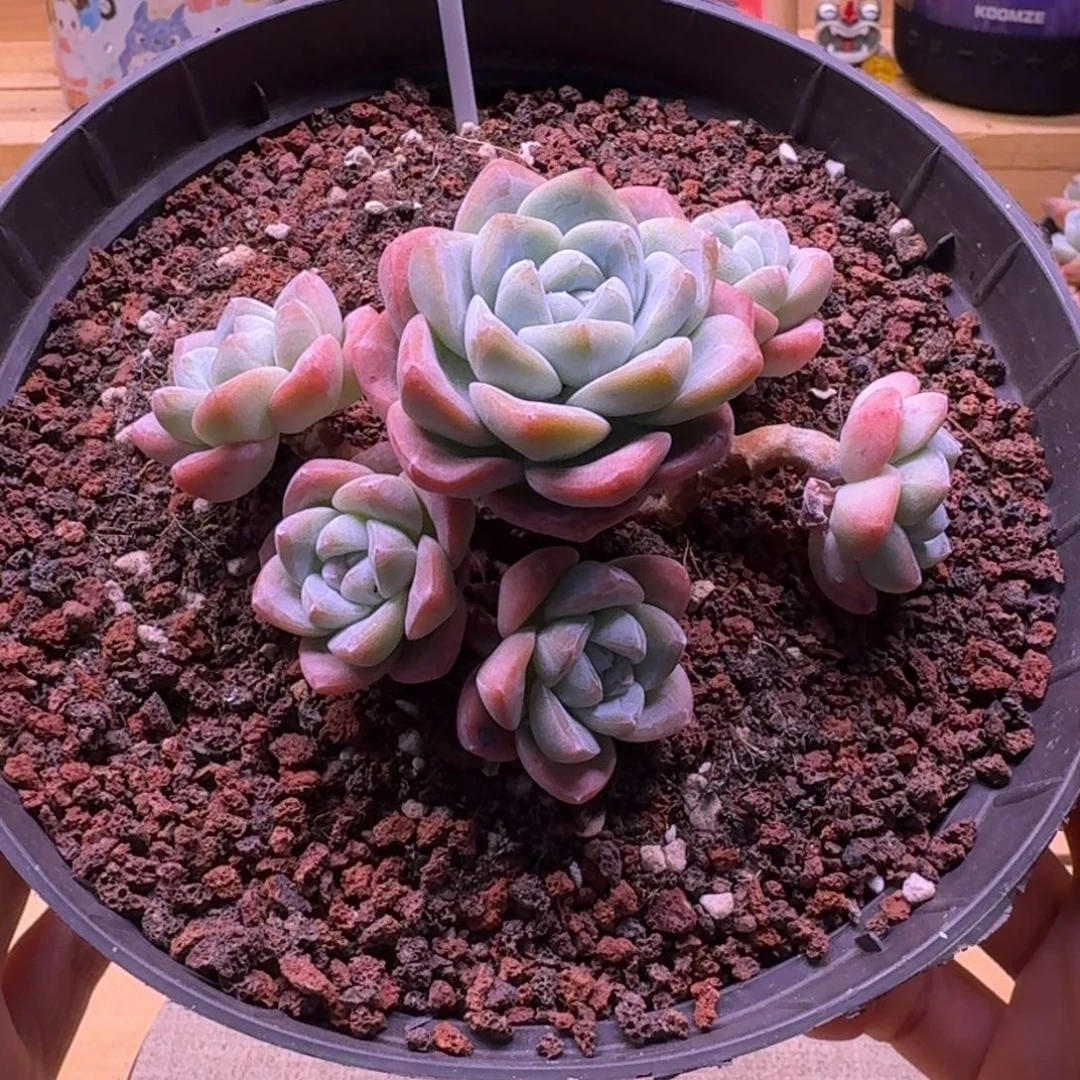 001号冰玉老桩群生6头