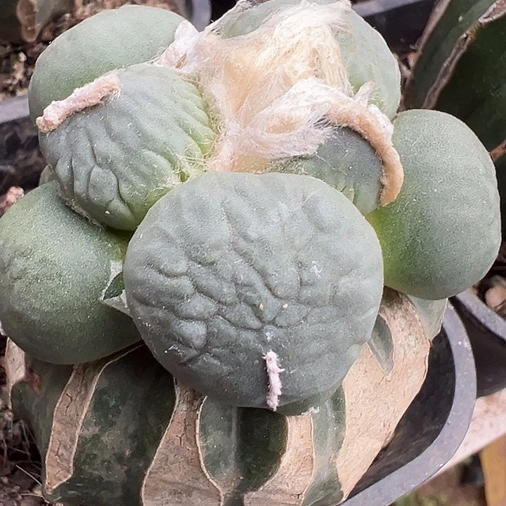 蛋怒皮色非常白草球苗接