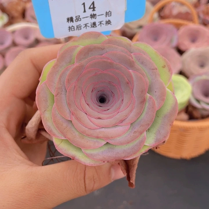 山地玫瑰14裸根发货不售后