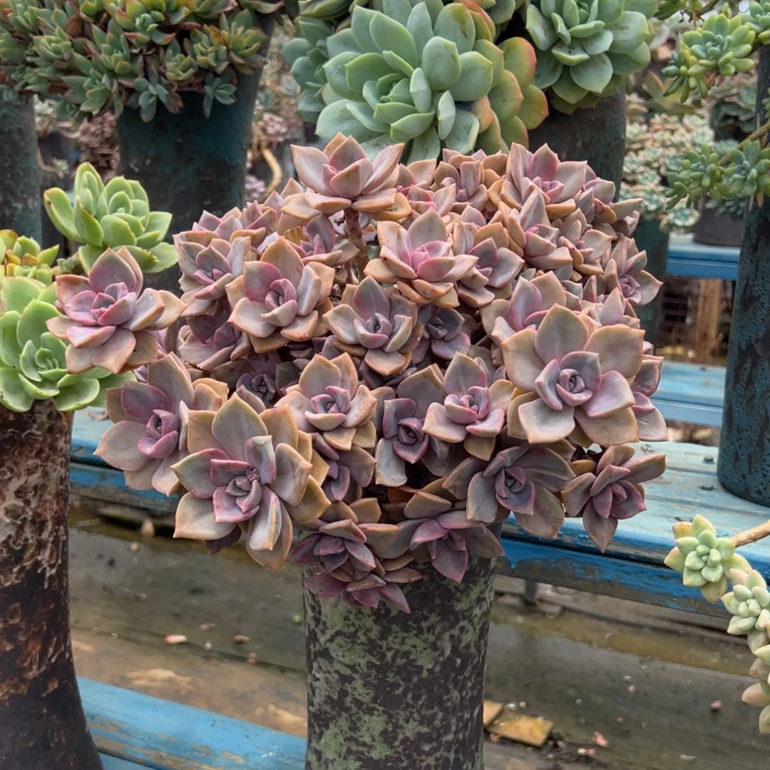露养老桩脱土裸根彩虹糖