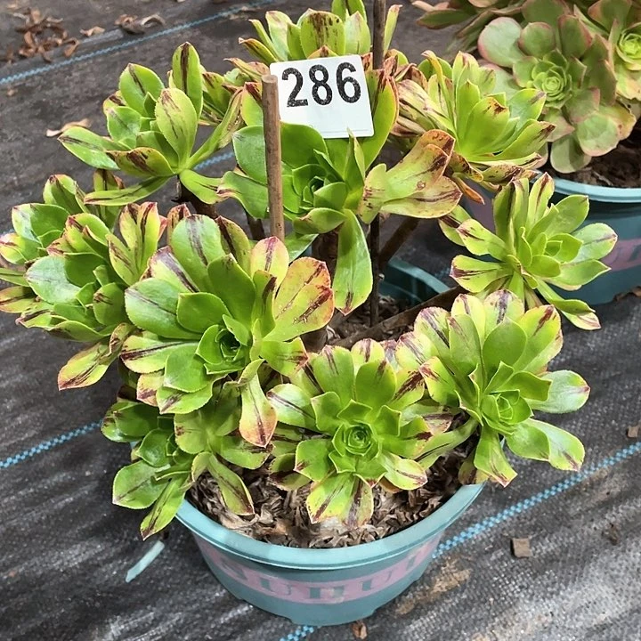 碧火286   冠幅23