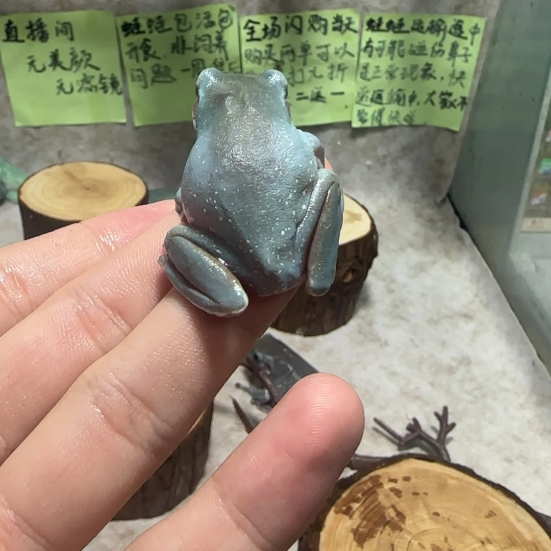 老爷树蛙12 限时特价金头微雪，新手入坑必入