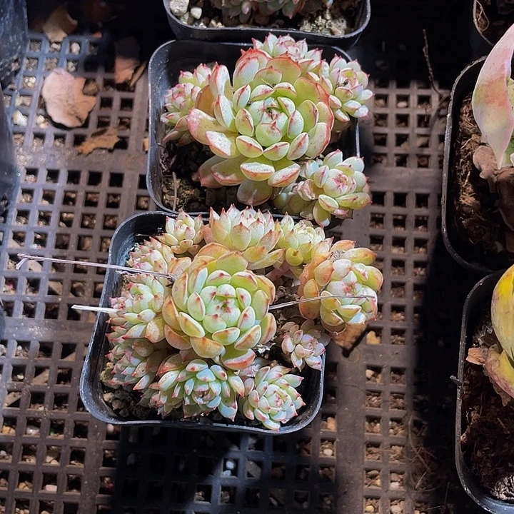 TP群2.8带盆土发货