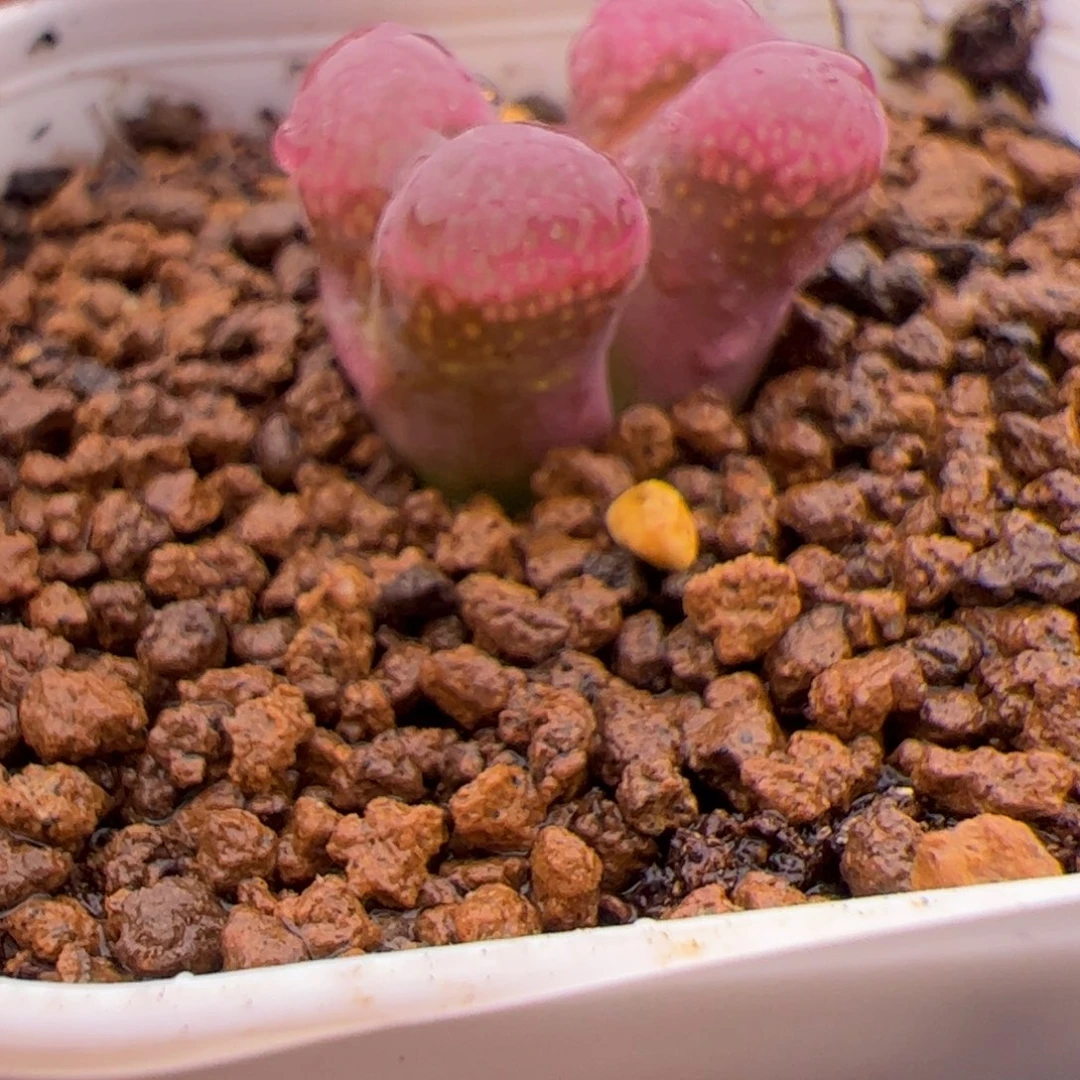 7.3日红多肉植物175
