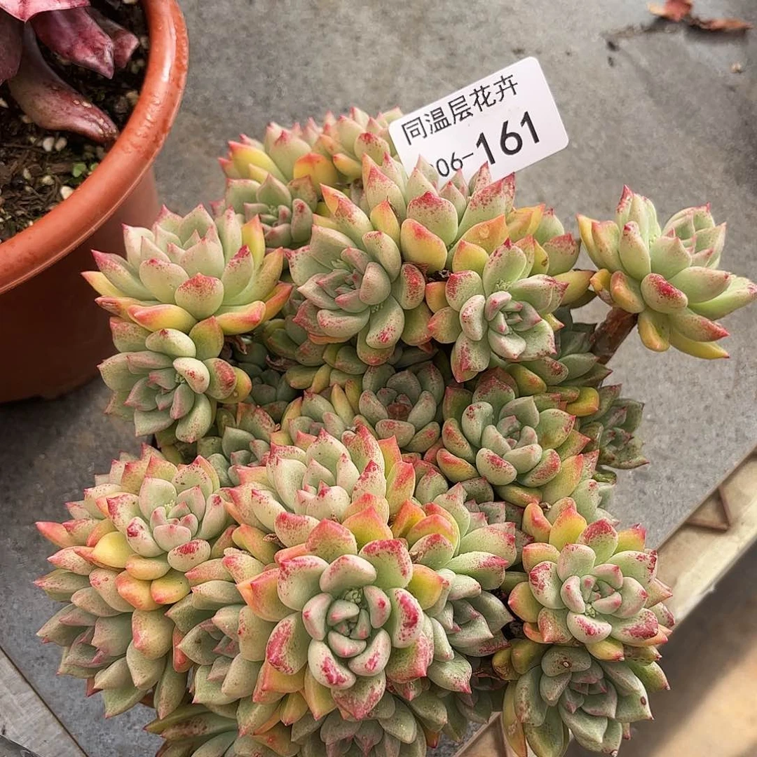 同温层多肉璀璨161
