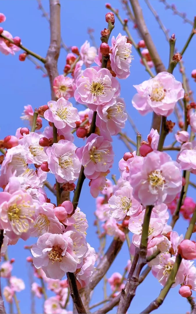 别角晚水梅 带花苞植物阳台四季浓香冬季开花耐寒