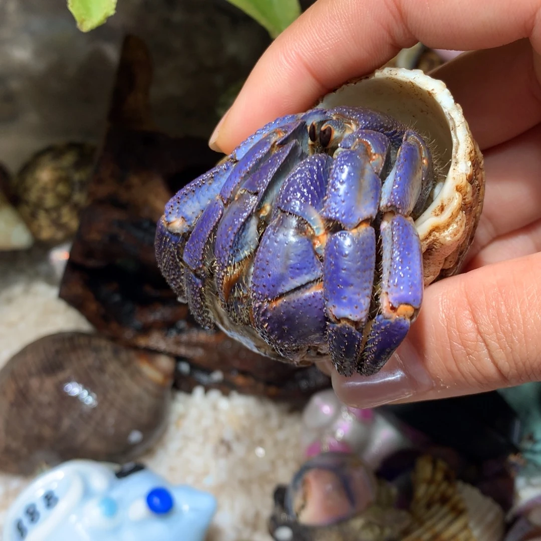 2.8 寄居蟹出售，不退不换7号