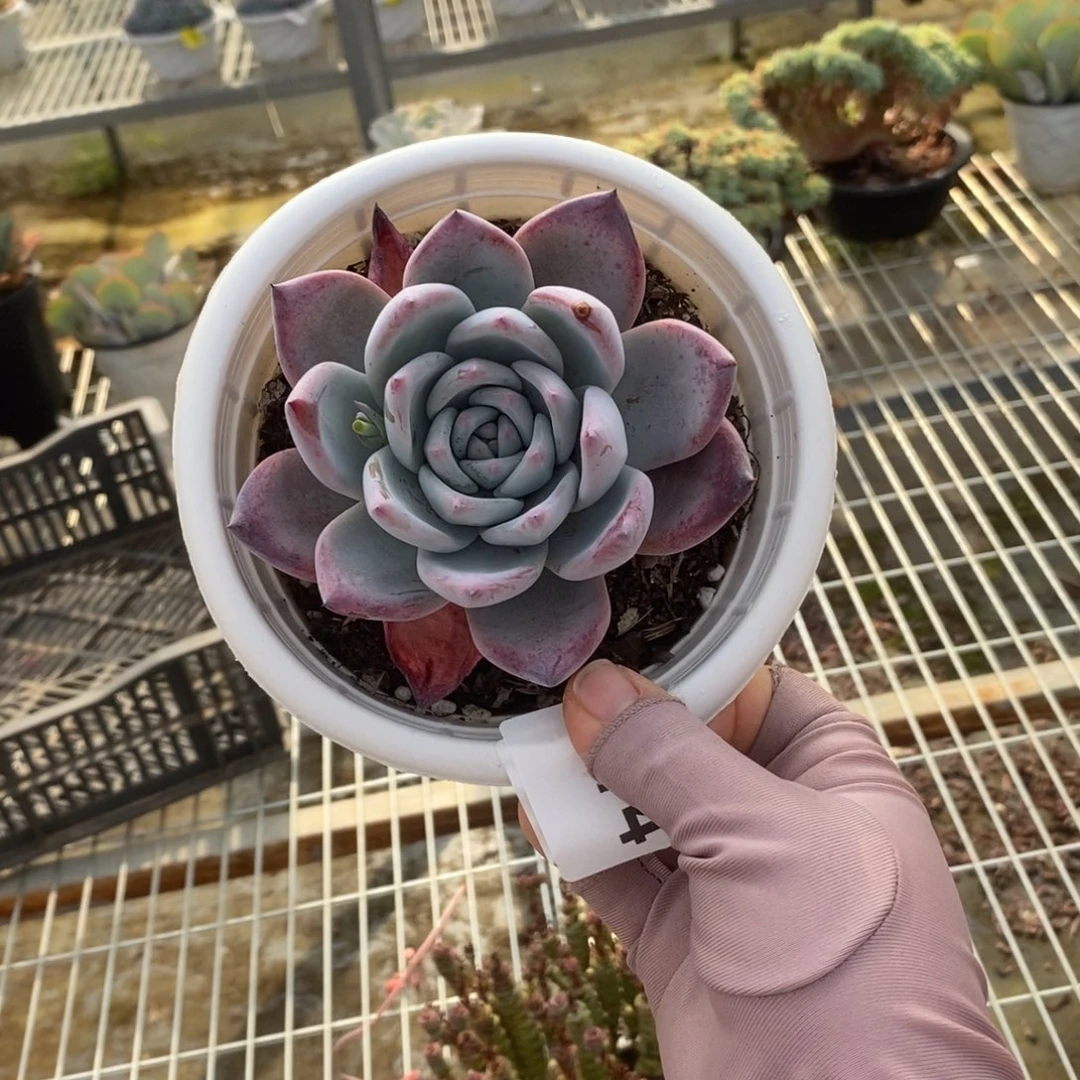 5774卡单头一物一拍