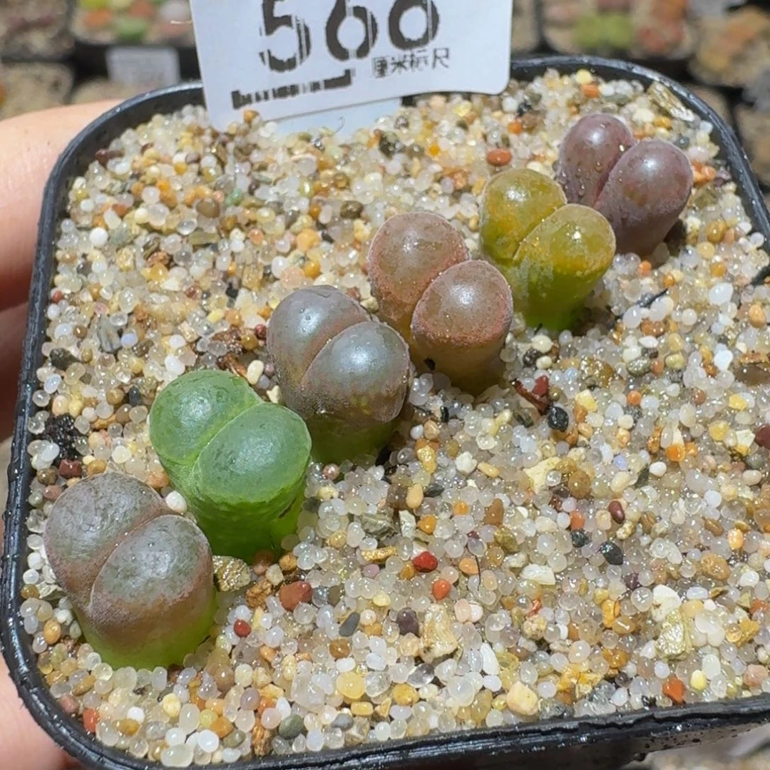Sssss精品生石花566