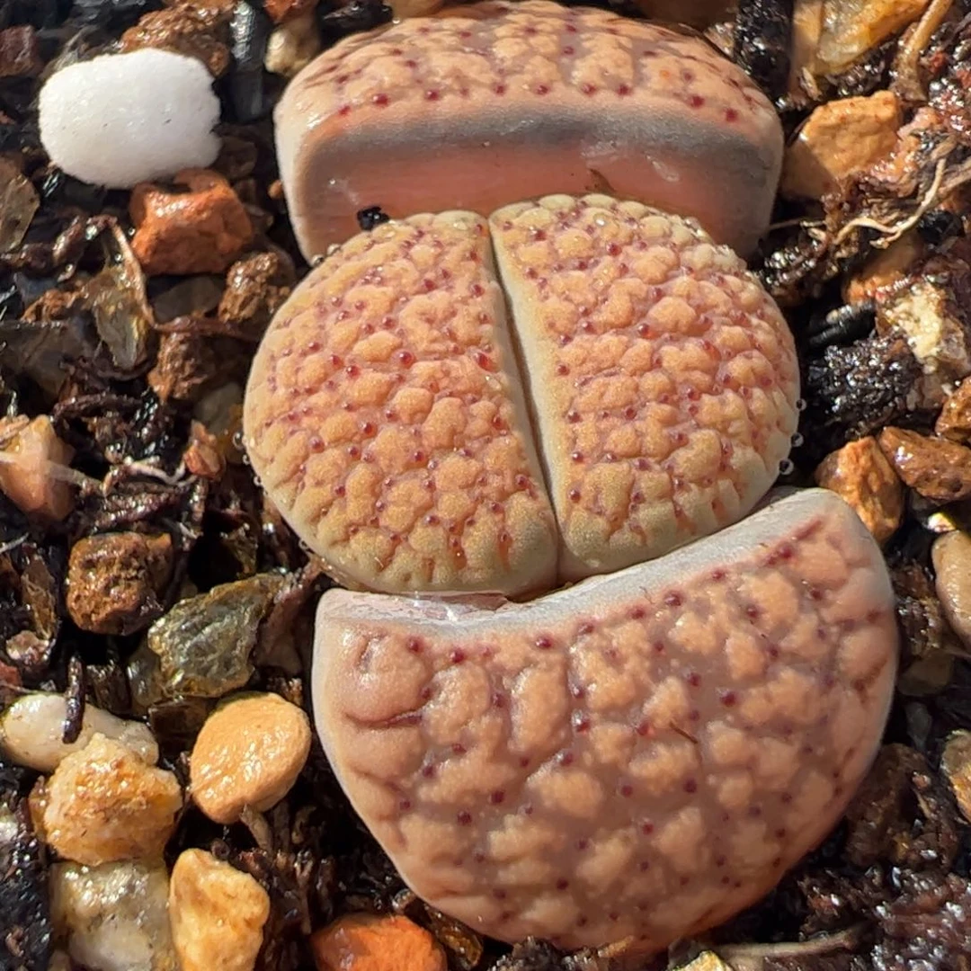 456多肉植物百科