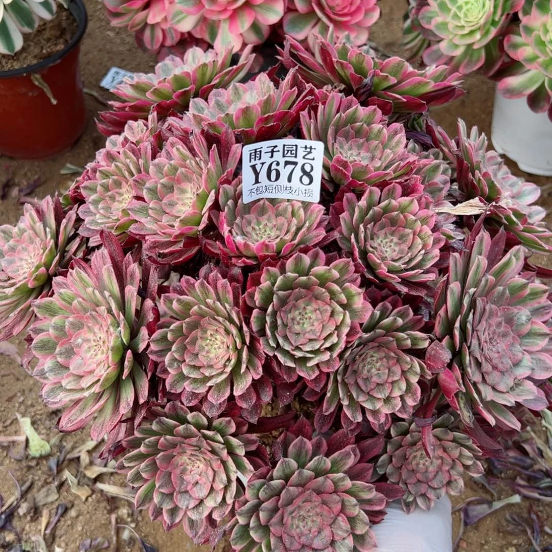 678夕颜尺寸35左右