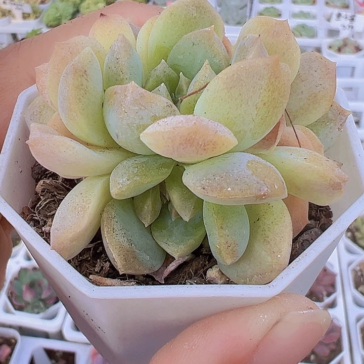 梦幻泡影多肉19包邮