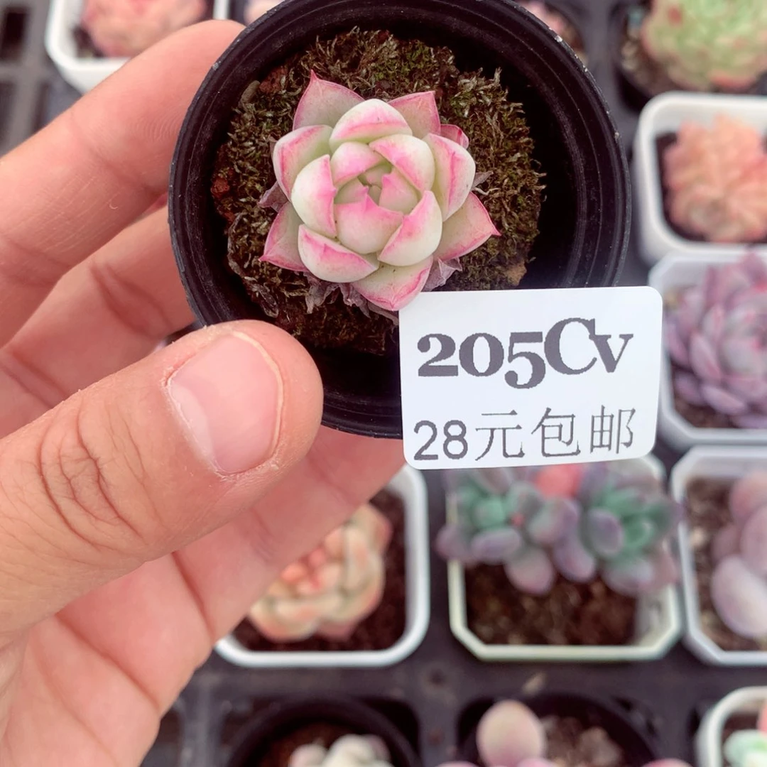 五厘米盆精控多肉205