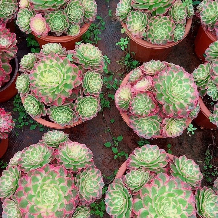 玉芙蓉多肉植物大战僵尸